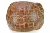 Colorful, Inflated Fossil Tortoise (Stylemys) - South Dakota #280686-4